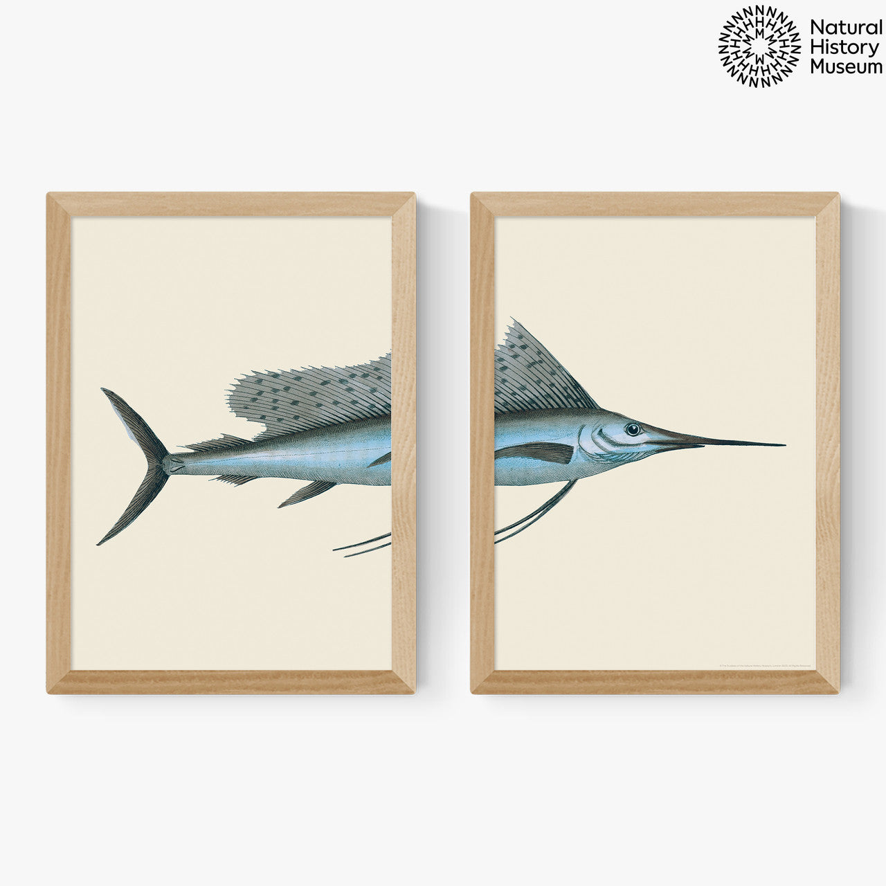EAS-CCG-00036 Grade-C0 East End Prints Swordfish Set of 2 by the Natural History Museum A3 Oak Framed Art Print RRP £120.00