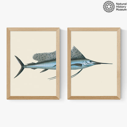 EAS-CCG-00036 Grade-C0 East End Prints Swordfish Set of 2 by the Natural History Museum A3 Oak Framed Art Print RRP £120.00