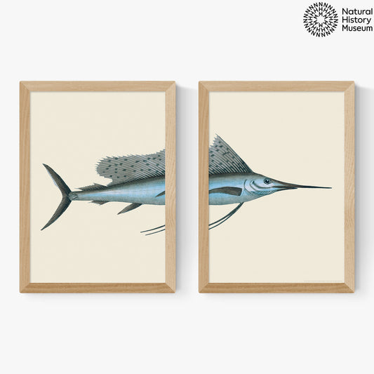 EAS-CCG-00036 Grade-C0 East End Prints Swordfish Set of 2 by the Natural History Museum A3 Oak Framed Art Print RRP £120.00